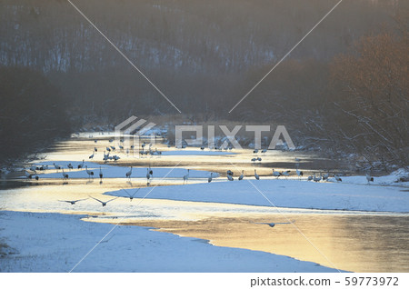 Standing on a red-crowned crane (Hokkaido, Tsurui) 59773972