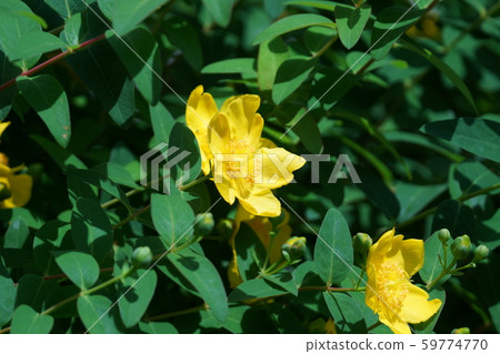 Daiwa Kinshi Ume Tairinkinshibai，花的語言是“ Kirameki” 59774770