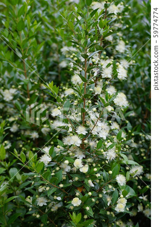 Silver plum blossom flower language is "elegant beauty" 59774774