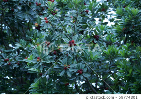 Mountain peach Mountain peach 59774801