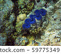 Underwater coral reef, snorkeling Enjoy the beautiful sea view, Ogasawara Islands 59775349