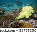 Underwater coral reef, snorkeling Enjoy the beautiful sea view, Ogasawara Islands 59775350