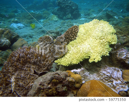 Underwater coral reef, snorkeling Enjoy the beautiful sea view, Ogasawara Islands Underwater coral reef, snorkeling Enjoy the beautiful sea view, Ogasawara Islands 59775350