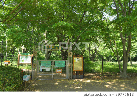 自然觀察公園野川公園小金井市調布市三鷹市 照片素材 圖片 圖庫