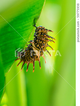Close up picture of wildlife insect caterpillar Close up picture of wildlife insect caterpillar 59775938