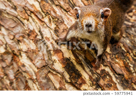 Curiosity squirrel hanging on the tree close up 59775941