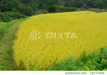 Iwakuni Shoryu Tanada (Sawa City, Niigata Prefecture) 59775946