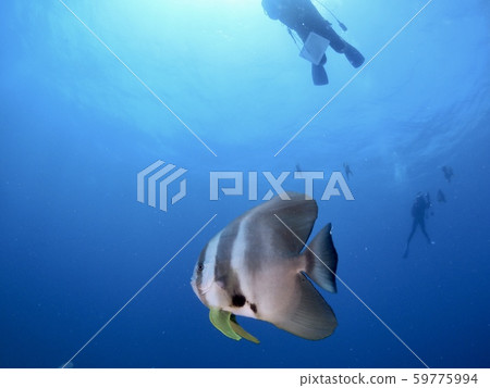 Swallowfish @ Miyakojima 59775994