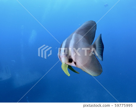 Swallowfish @ Miyakojima Swallowfish @ Miyakojima 59775995
