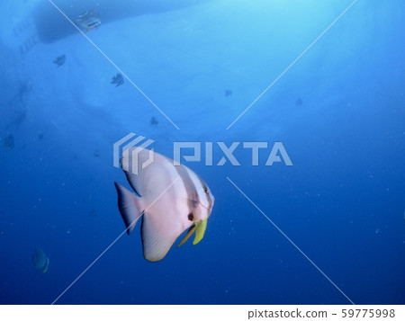 Swallowfish @ Miyakojima 59775998
