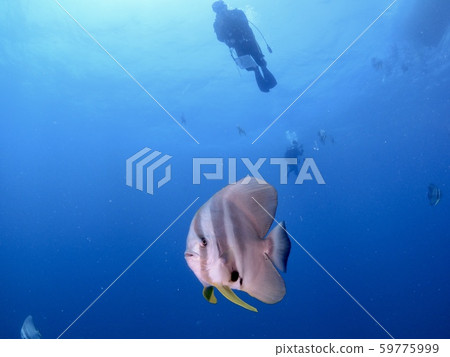 Swallowfish @ Miyakojima Swallowfish @ Miyakojima 59775999