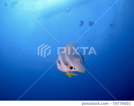 Swallowfish @ Miyakojima Swallowfish @ Miyakojima 59776001