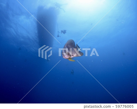 Swallowfish @ Miyakojima 59776005