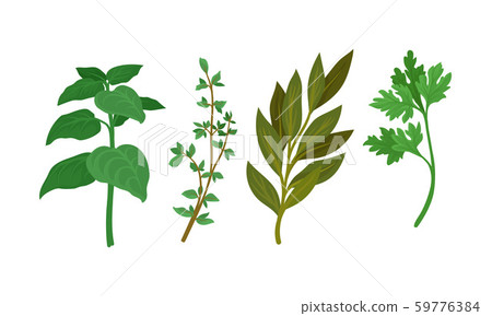 Herbs Used in Culinary and Cooking Vector Set Herbs Used in Culinary and Cooking Vector Set 59776384