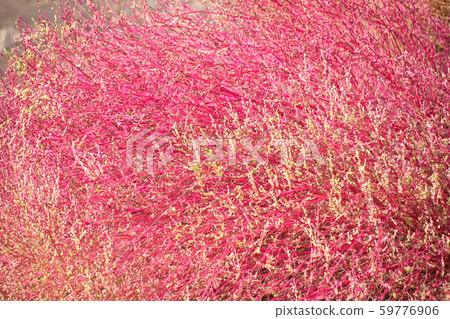 Horoscogus (broiled grass) Horoscogus (broiled grass) 59776906