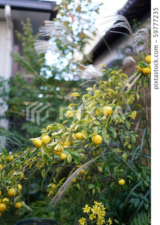 Yuzu Tree Yuzu Tree 59777235