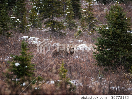 Brown Grizzly bear fluffy on meadow in national 59778183