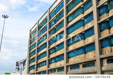 Chickens transportation in cramped cage stacked on Chickens transportation in cramped cage stacked on 59778248