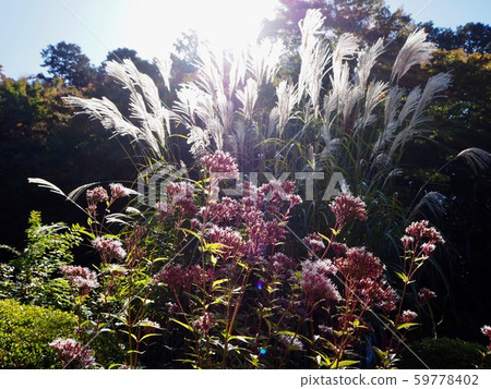 Autumn plants 59778402