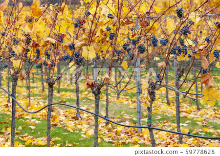 autumn vineyards near Retz, Lower Austria, Austria autumn vineyards near Retz, Lower Austria, Austria 59778628