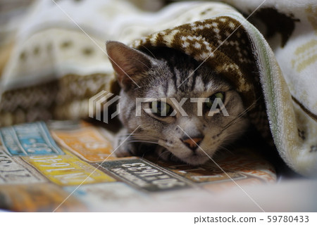 睏貓 睏貓 59780433