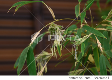 文竹竹花 59780831