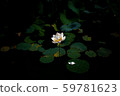 Water lily 59781623