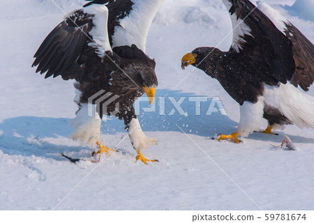 知床冬天 59781674