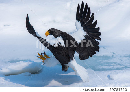 知床冬天 知床冬天 59781720