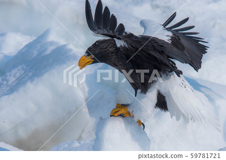 知床冬天 59781721