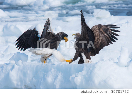 知床冬天 知床冬天 59781722