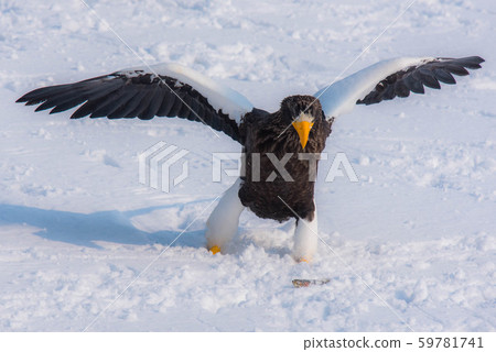 知床冬天 59781741