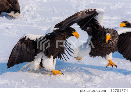 知床冬天 59781774