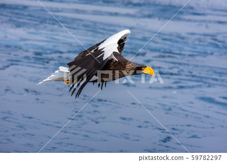 知床冬天 59782297