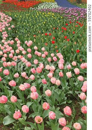 Tulip Tulip 59782402