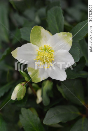 Christmas rose WinterSun 59783095