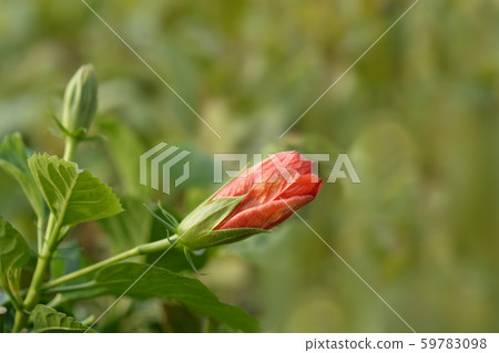 Chinese hibiscus 59783098