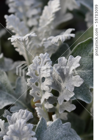 Silver ragwort Silver ragwort 59783099