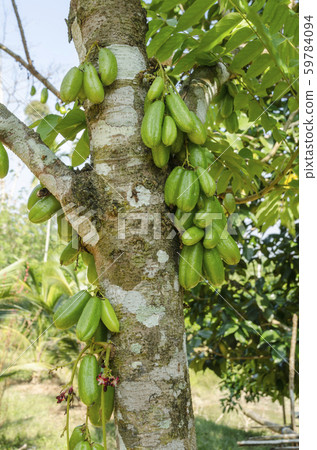 Bilimbi Fruit on the tree 59784094