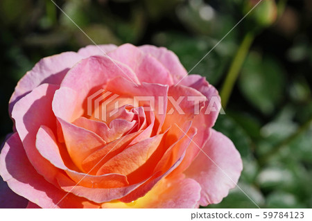 Beautiful rose in a warm atmosphere 59784123