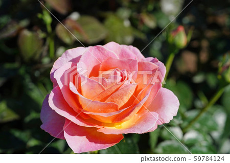 Beautiful rose in a warm atmosphere 59784124
