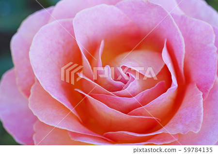 Beautiful rose in a warm atmosphere Beautiful rose in a warm atmosphere 59784135
