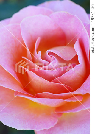 Beautiful rose in a warm atmosphere Beautiful rose in a warm atmosphere 59784136