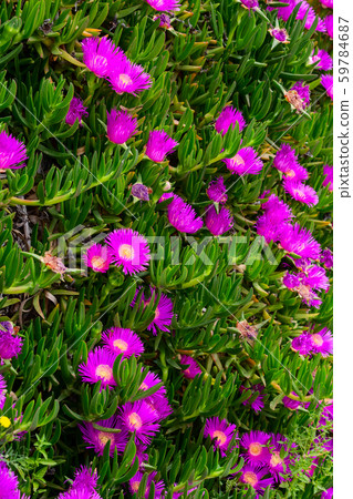 Carpobrotus edulis ice plant 59784687