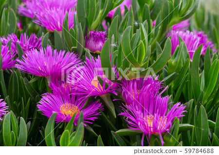 Carpobrotus edulis ice plant 59784688