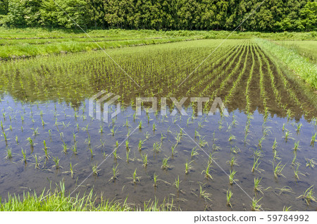 Tohoku Mountainous rice fields Tohoku Mountainous rice fields 59784992