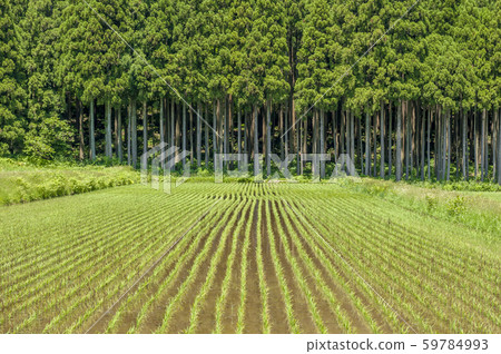 Tohoku Mountainous rice fields Tohoku Mountainous rice fields 59784993