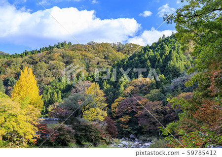 Korohiroki Autumn leaves 59785412