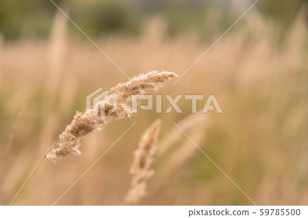 Savannah grass field in sun backlight,Twinkle with 59785500
