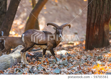 Moufflon in Cyprus 59785561